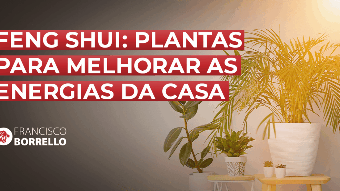plantas para melhorar a energia